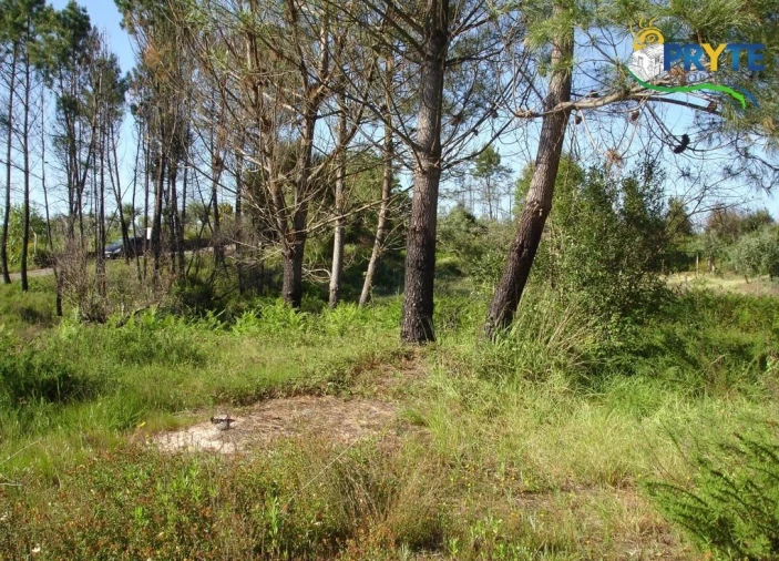 Terreno para Venda em Castelo Foto 3