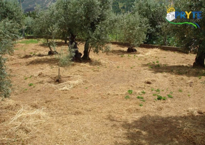 Terreno para Venda em Nossa Senhora do Pranto Foto 3