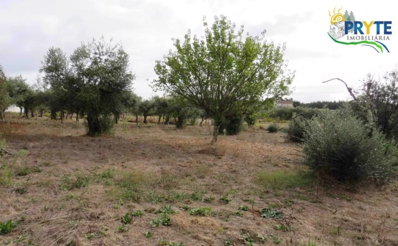 Terreno para Venda em Cabeçudo Foto 5