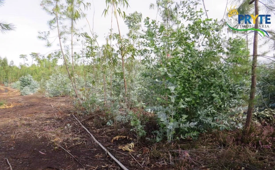 Terreno para Venda em Cabeçudo Foto 6