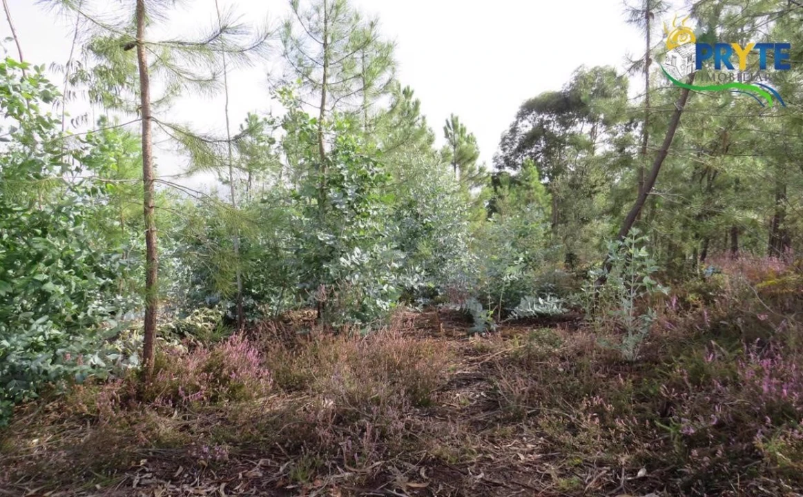 Terreno para Venda em Cabeçudo Foto 7