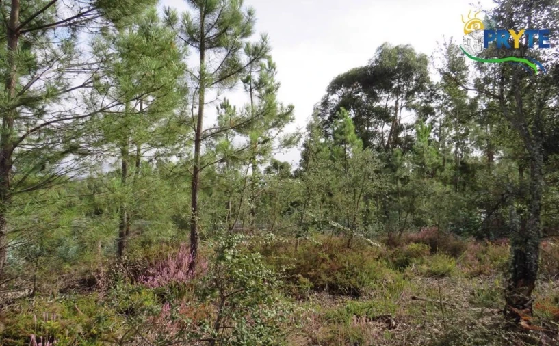 Terreno para Venda em Cabeçudo Foto 5