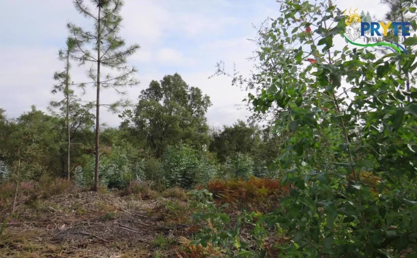 Terreno para Venda em Cabeçudo Foto 8