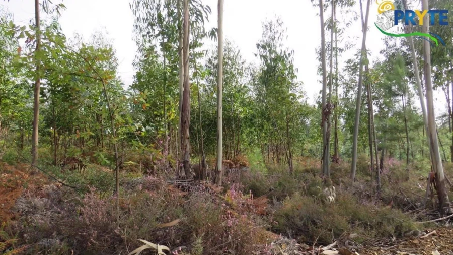 Terreno para Venda em Cabeçudo