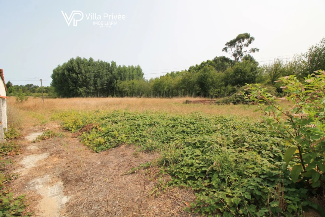 Terreno para Venda em Bustos, Troviscal e Mamarrosa Foto 7