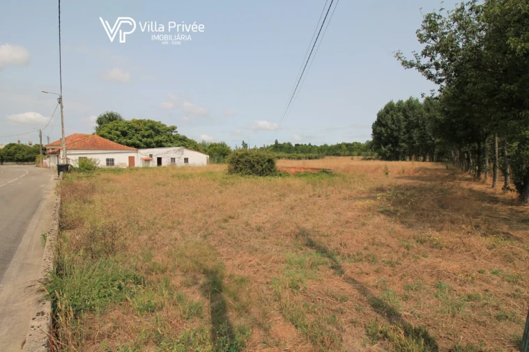 Terreno para Venda em Bustos, Troviscal e Mamarrosa Foto 5