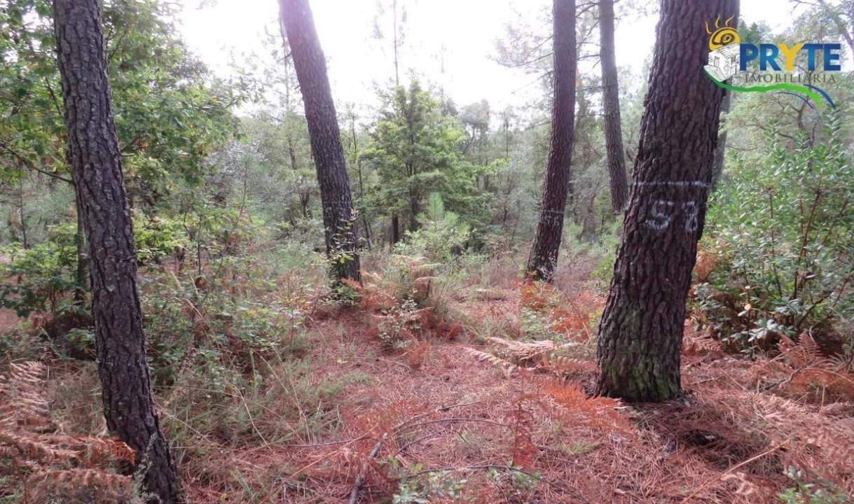 Terreno para Venda em Cabeçudo Foto 7