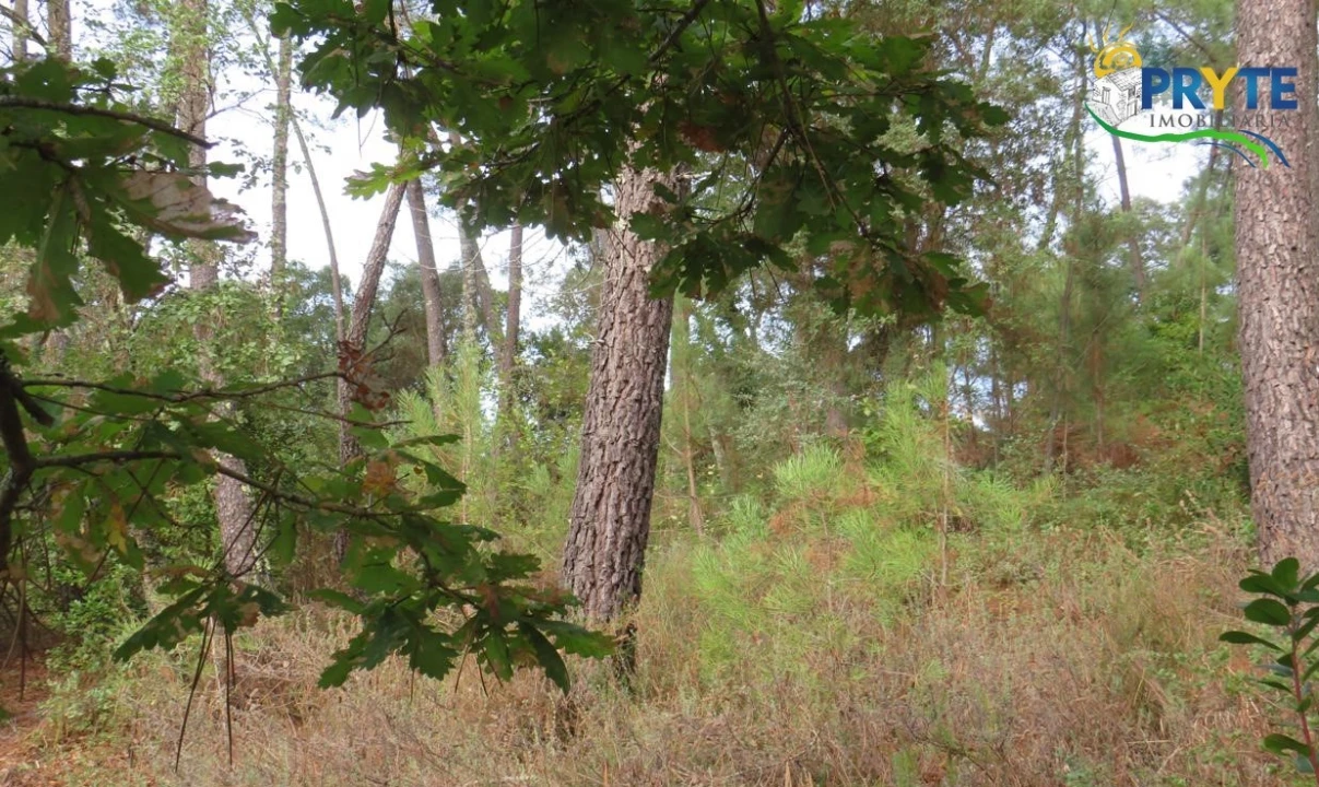 Terreno para Venda em Cabeçudo Foto 11
