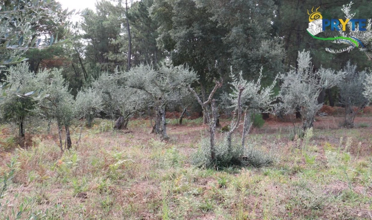 Terreno para Venda em Cabeçudo Foto 16