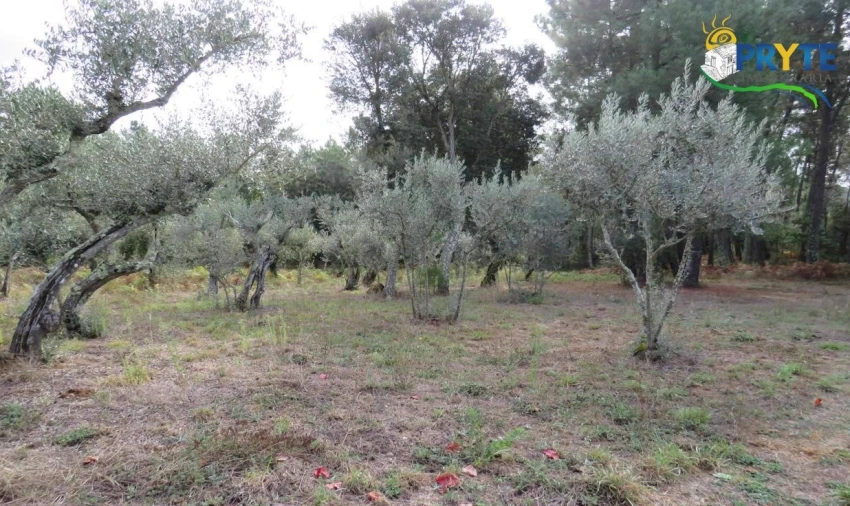 Terreno para Venda em Cabeçudo Foto 1
