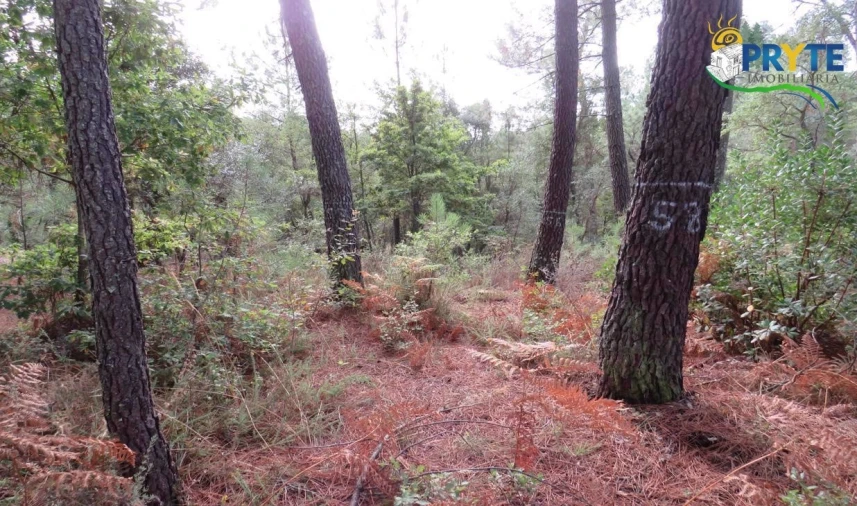 Terreno para Venda em Cabeçudo Foto 7