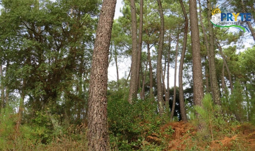 Terreno para Venda em Cabeçudo Foto 12