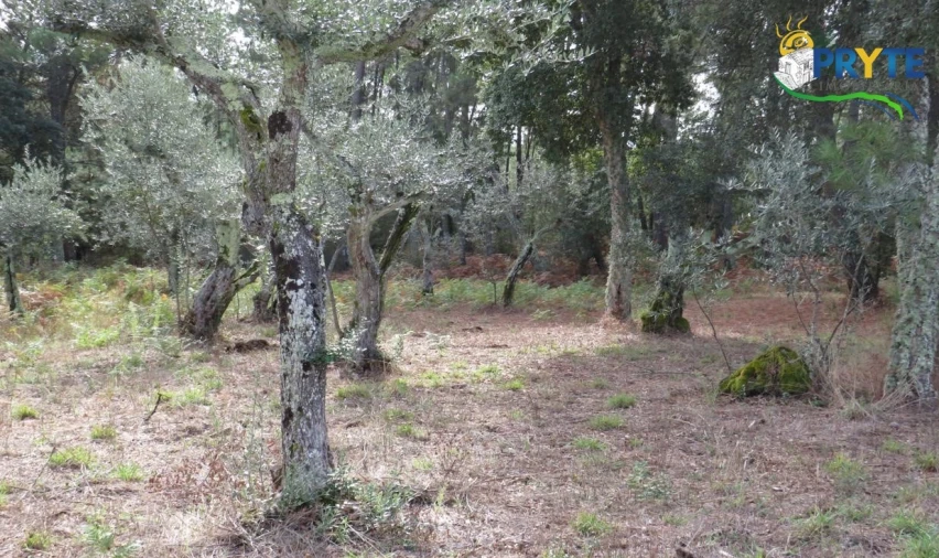 Terreno para Venda em Cabeçudo Foto 15