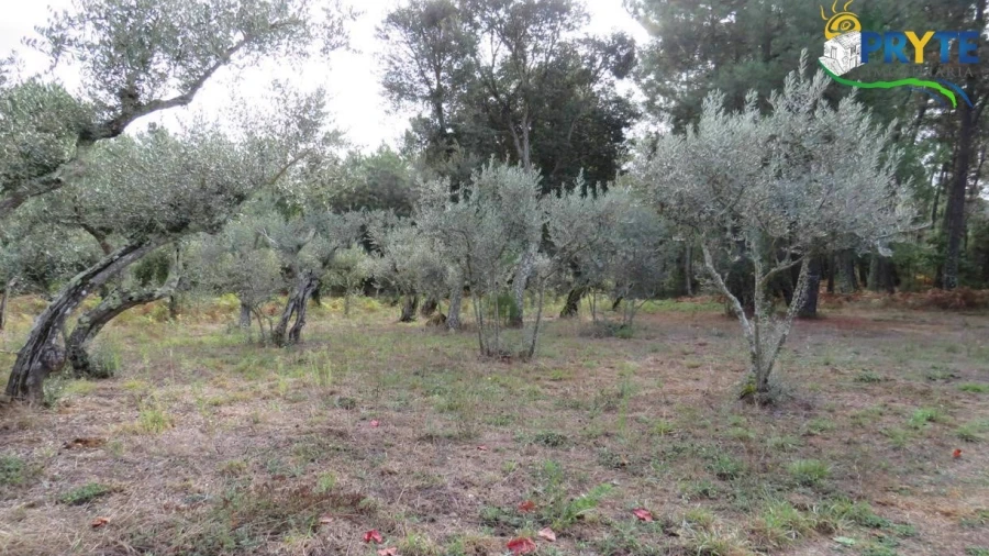 Terreno para Venda em Cabeçudo