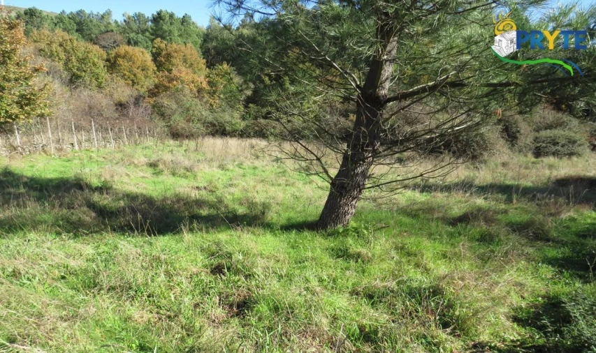 Terreno para Venda em Castanheira de Pêra e Coentral Foto 6