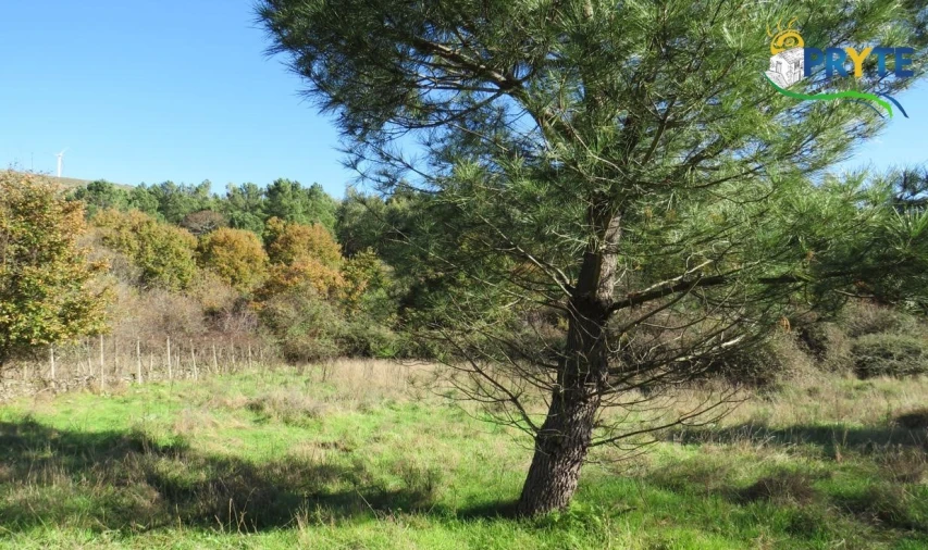 Terreno para Venda em Castanheira de Pêra e Coentral Foto 7