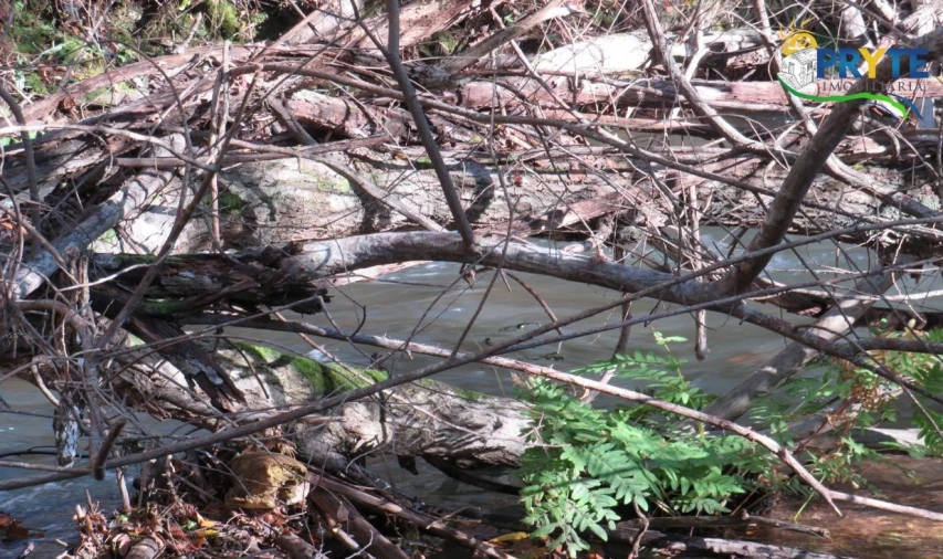 Terreno para Venda em Castanheira de Pêra e Coentral Foto 11