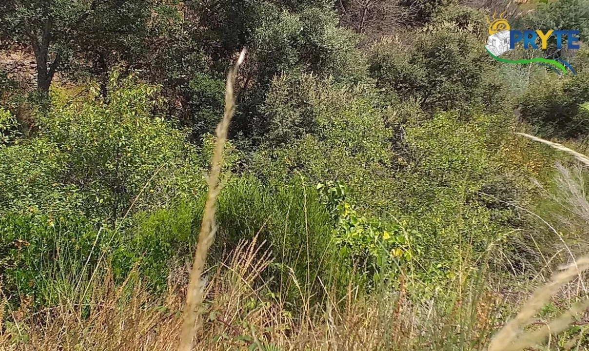 Terreno para Venda em Sertã Foto 2