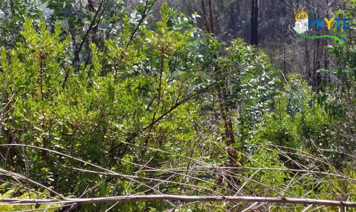 Terreno para Venda em Sertã Foto 6