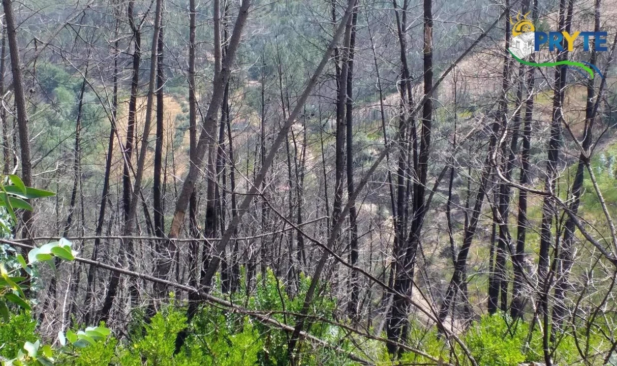 Terreno para Venda em Sertã Foto 9