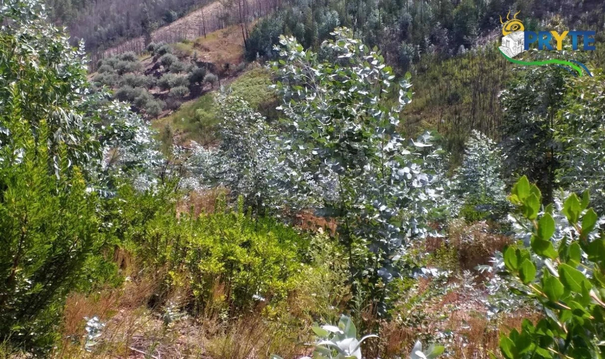 Terreno para Venda em Sertã Foto 22