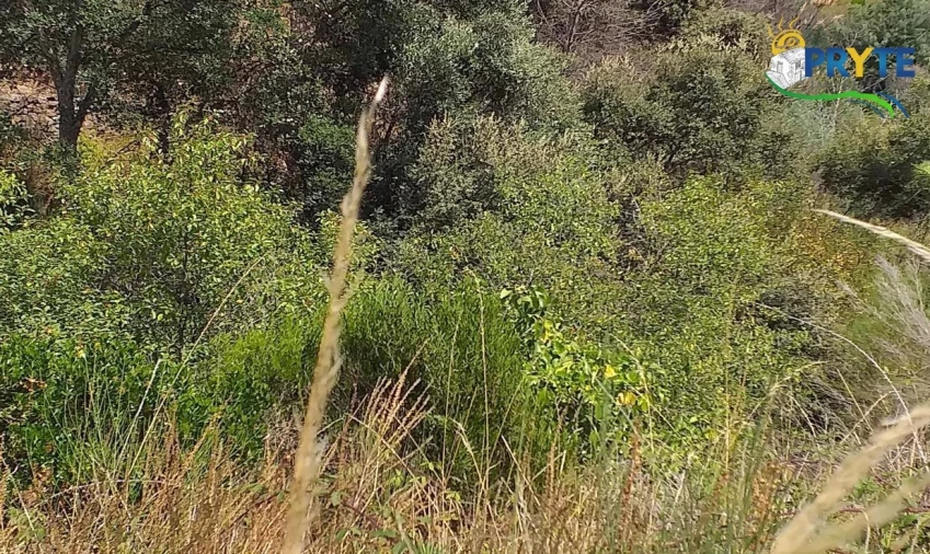Terreno para Venda em Sertã Foto 2