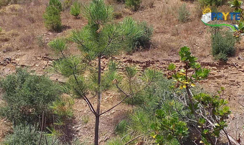 Terreno para Venda em Sertã Foto 4