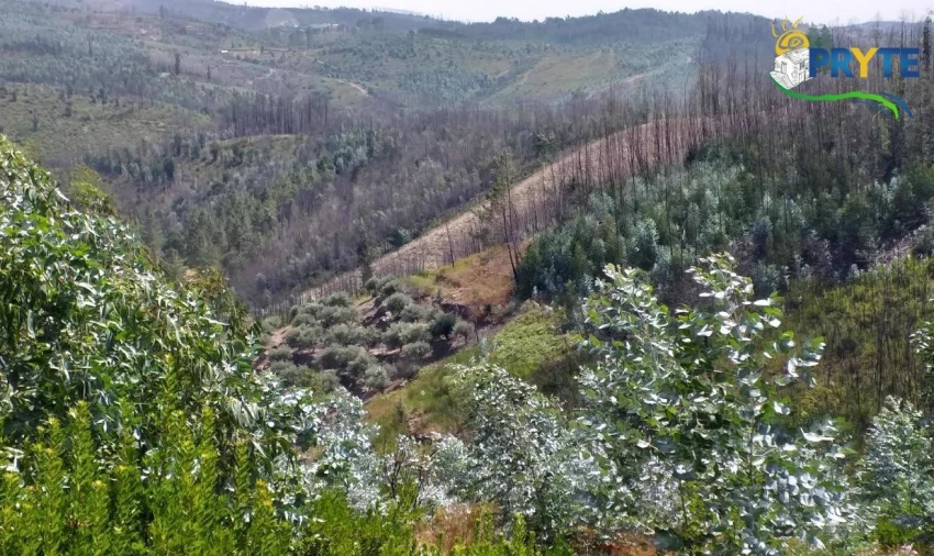 Terreno para Venda em Sertã Foto 7