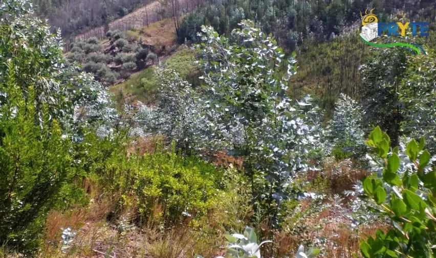 Terreno para Venda em Sertã Foto 8