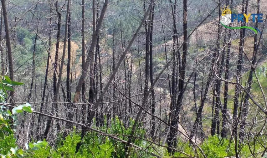 Terreno para Venda em Sertã Foto 9