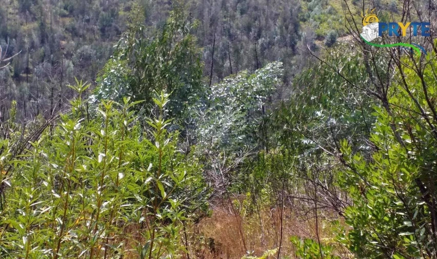 Terreno para Venda em Sertã Foto 10