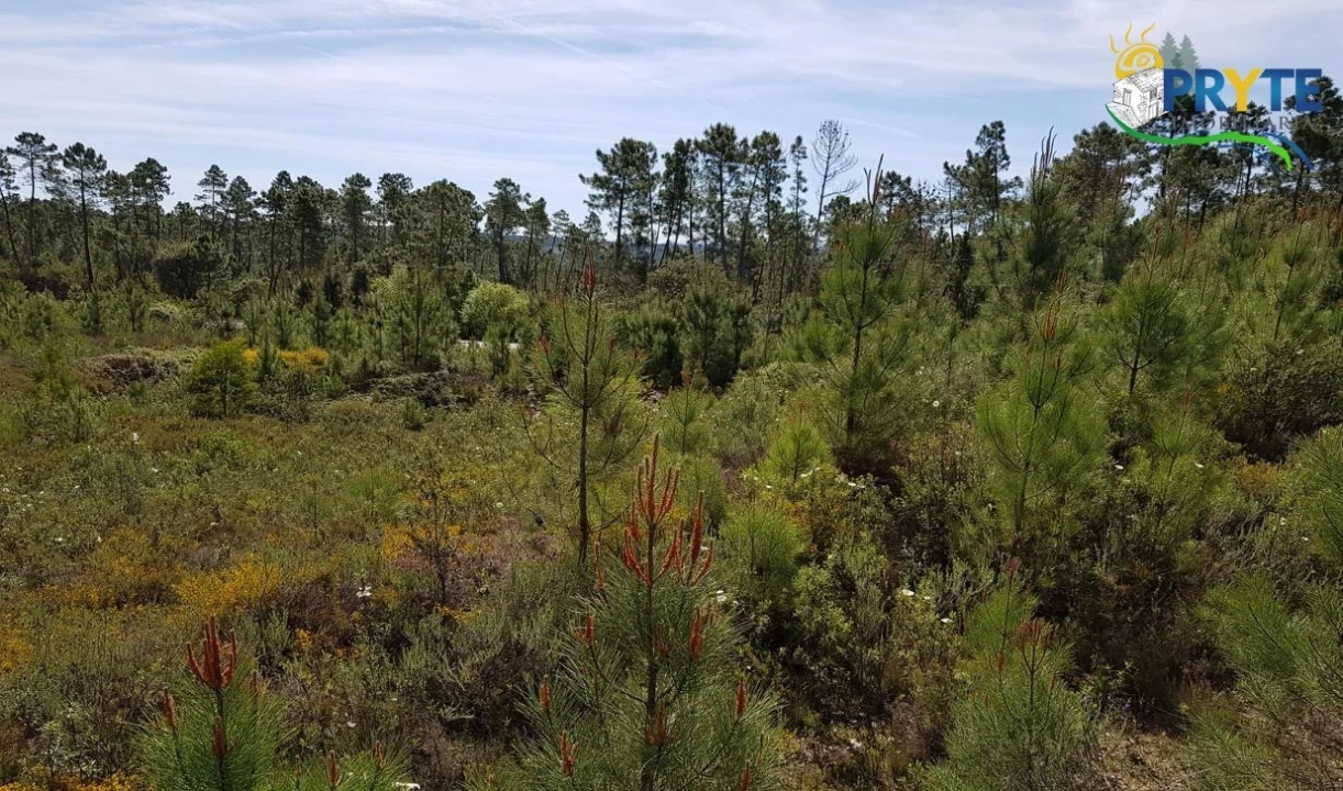 Terreno para Venda em Sertã Foto 2