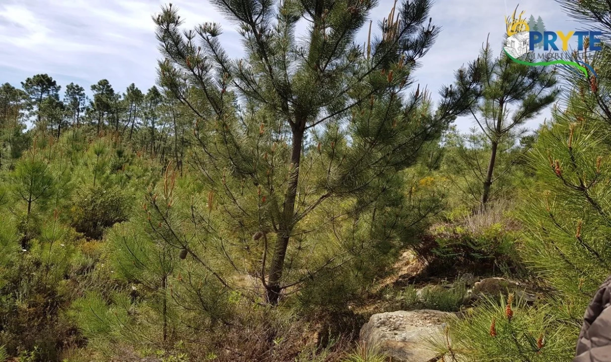 Terreno para Venda em Sertã Foto 3