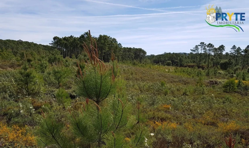 Terreno para Venda em Sertã Foto 1