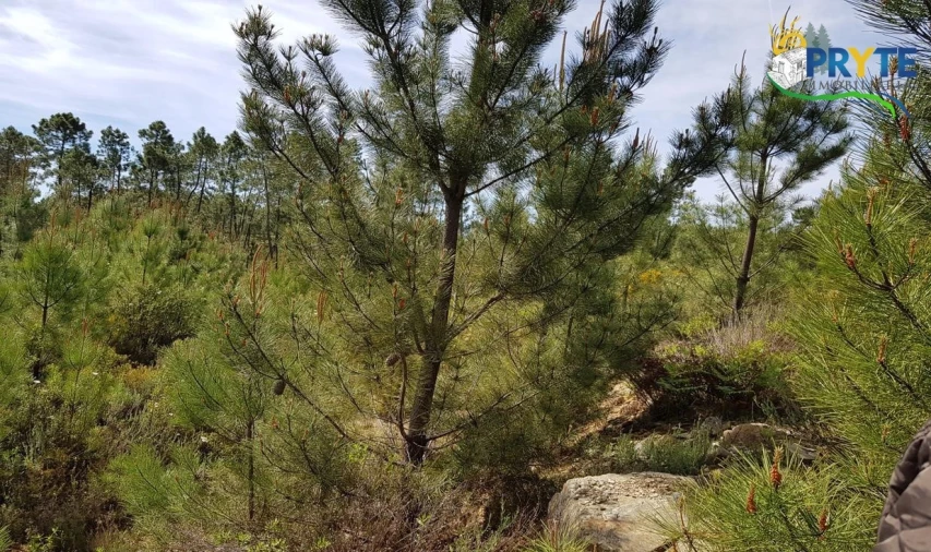 Terreno para Venda em Sertã Foto 3