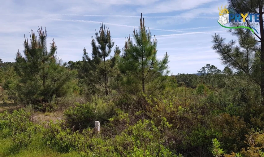 Terreno para Venda em Sertã Foto 4