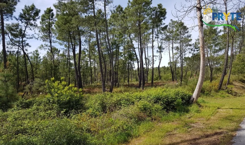 Terreno para Venda em Sertã Foto 9