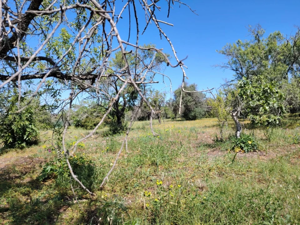Terreno para Venda em Loule (São Clemente) Foto 9
