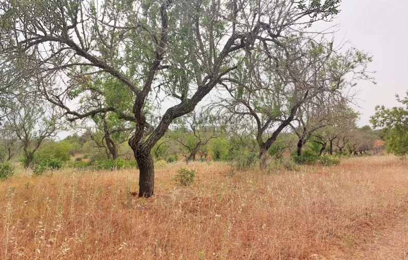 Terreno para Venda em Albufeira e Olhos de Água Foto 9