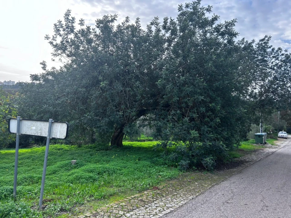 Terreno para Venda em Salir Foto 3