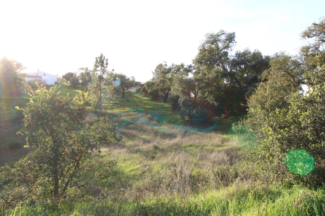 Terreno para Venda em São Brás de Alportel Foto 7