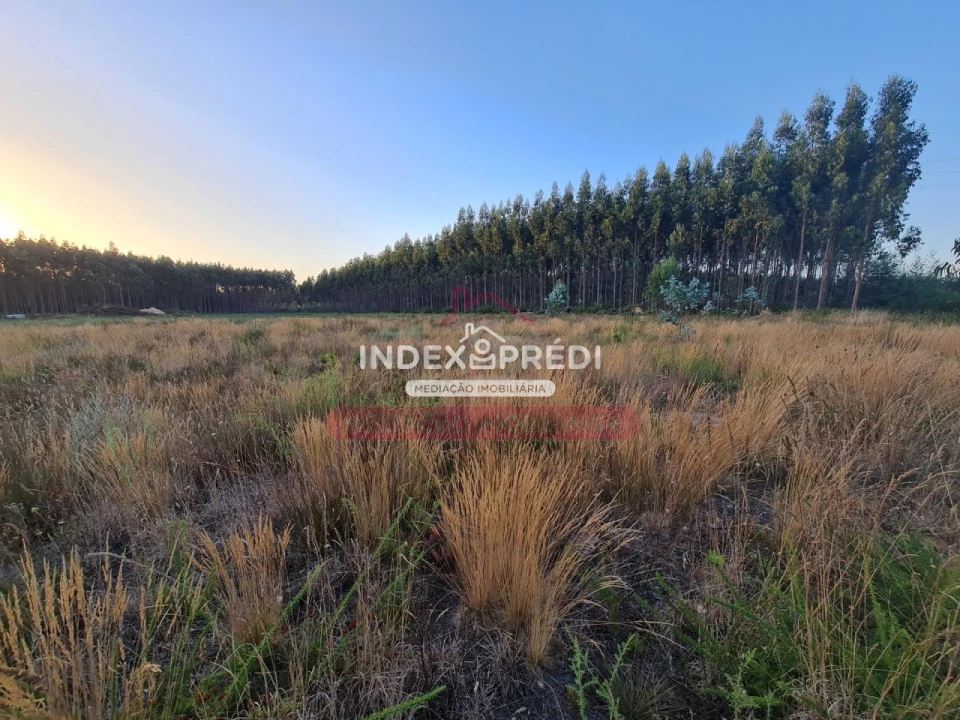 Terreno para Venda em Águeda e Borralha Foto 2
