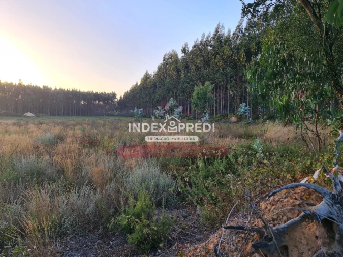 Terreno para Venda em Águeda e Borralha Foto 7