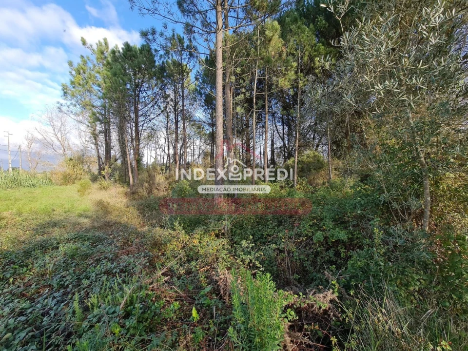 Terreno para Venda em Covões e Camarneira Foto 3