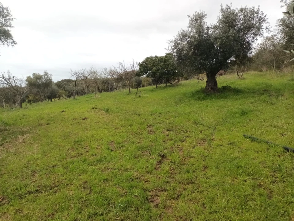 Terreno para Venda em Barbacena e Vila Fernando Foto 24
