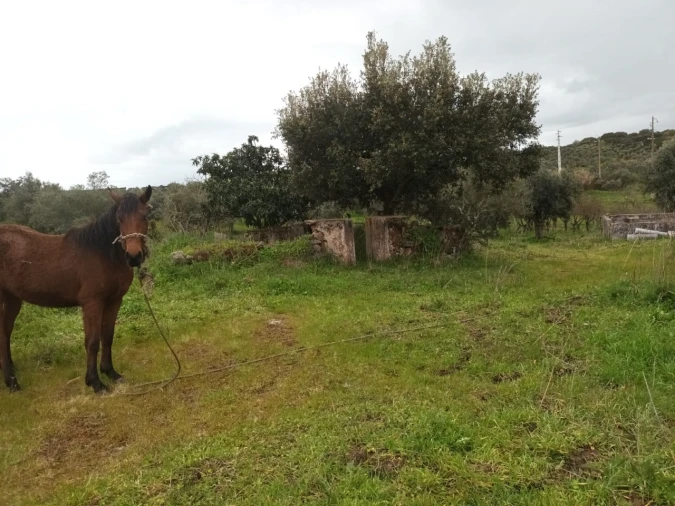 Terreno para Venda em Barbacena e Vila Fernando Foto 1