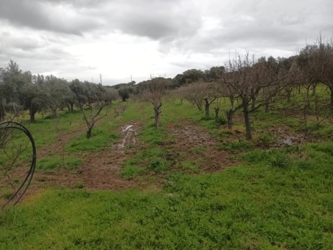 Terreno para Venda em Barbacena e Vila Fernando Foto 8