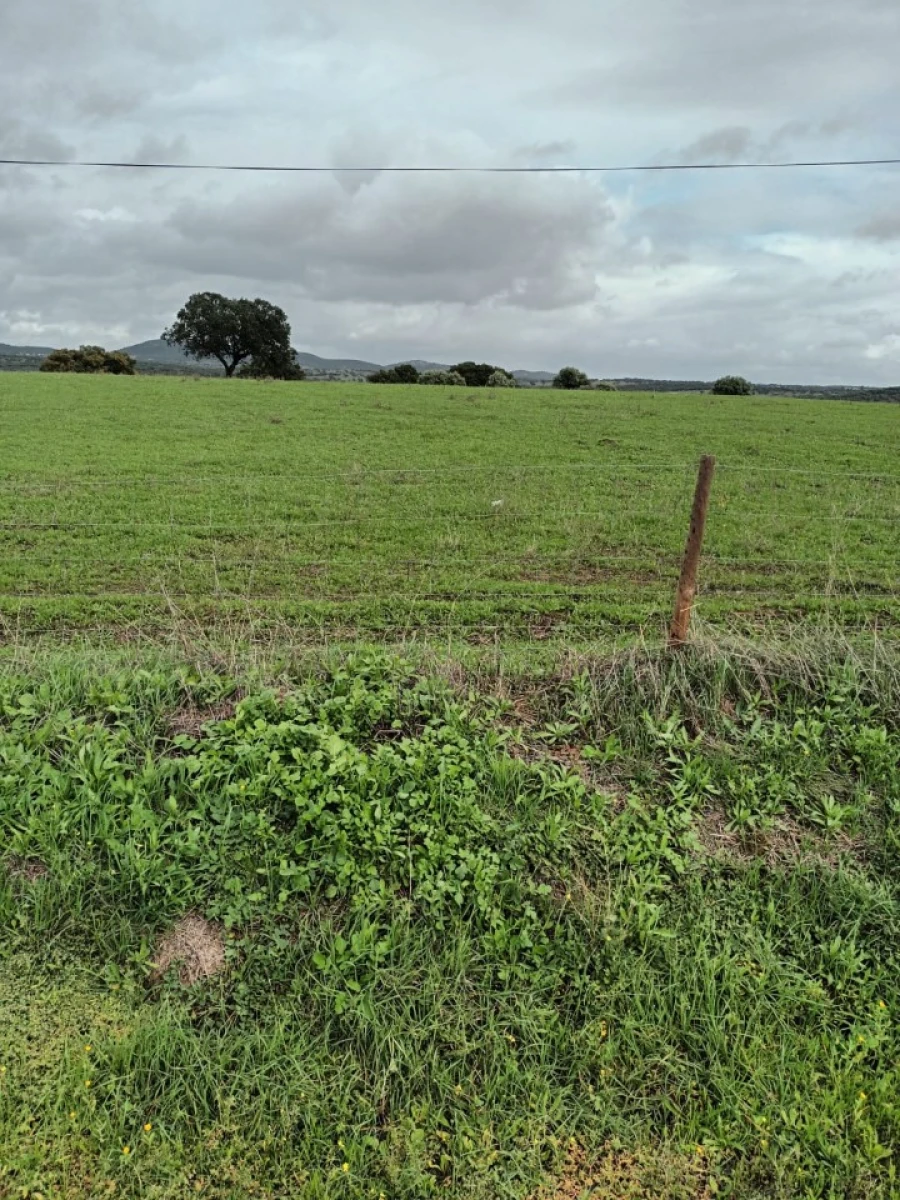 Terreno para Venda em Assunção Foto 6