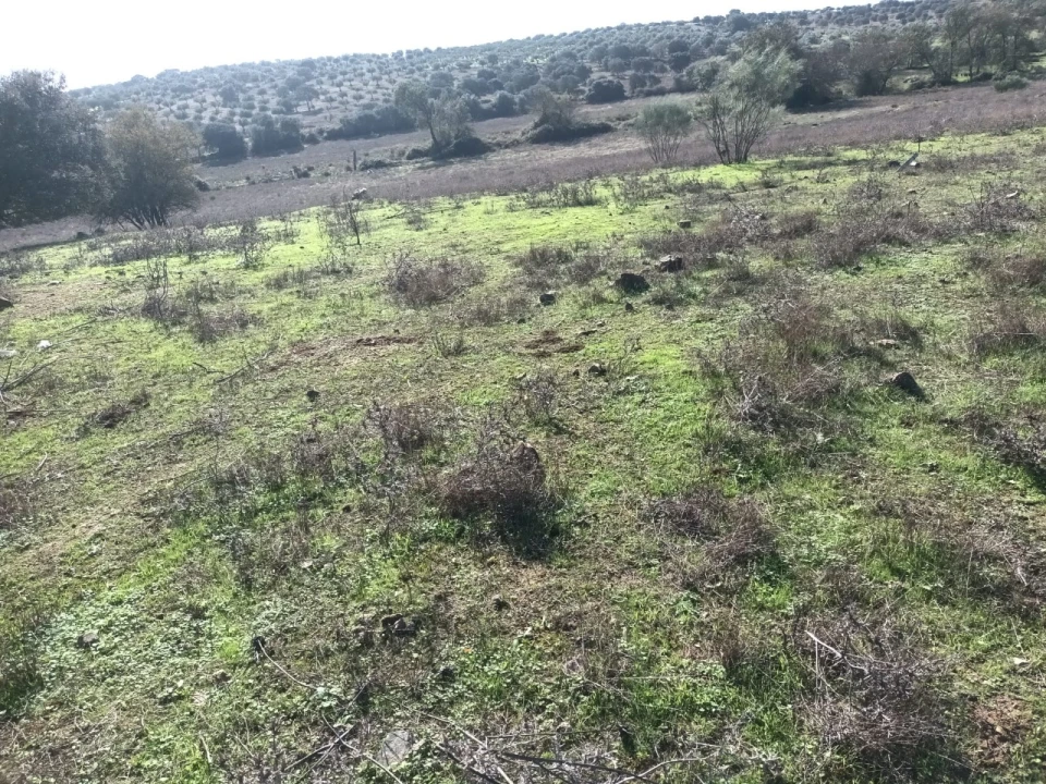 Terreno para Venda em Barbacena e Vila Fernando Foto 6