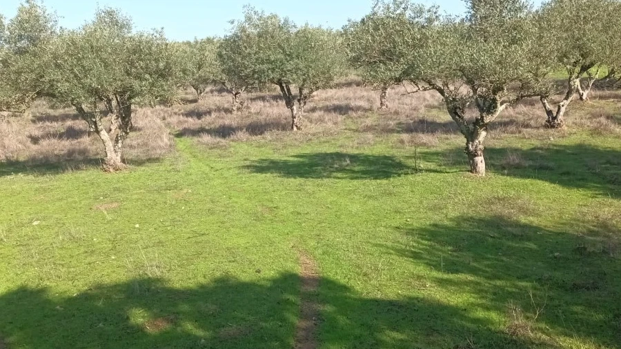 Terreno para Venda em Barbacena e Vila Fernando